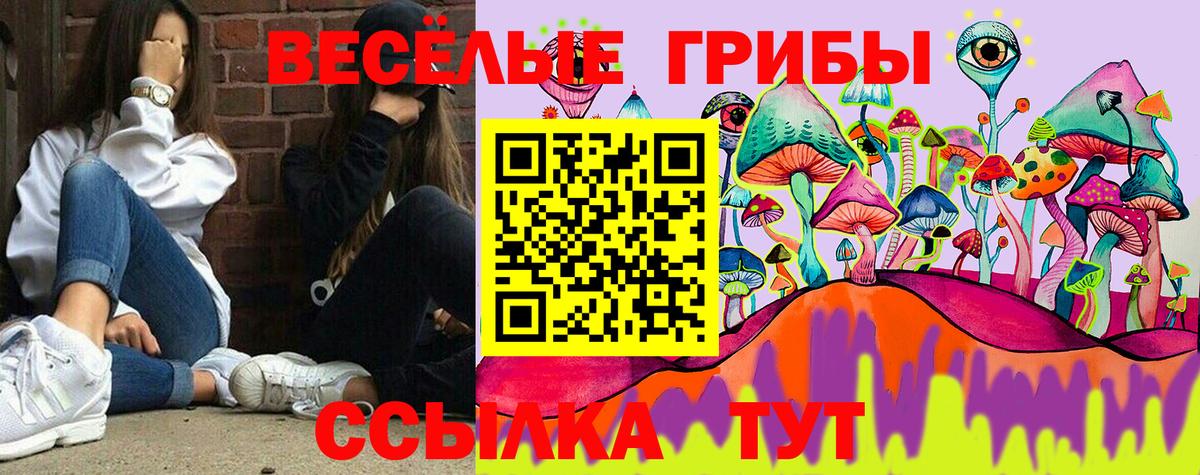 Псилоцибиновые грибы Psilocybine cubensis Кольчугино